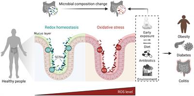 The role of gut microbiota in intestinal disease: from an oxidative stress perspective